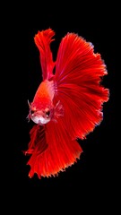 Obraz premium Vivid red betta fish, elegant fins