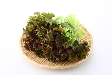 笊に盛ったサニーレタス　白バック