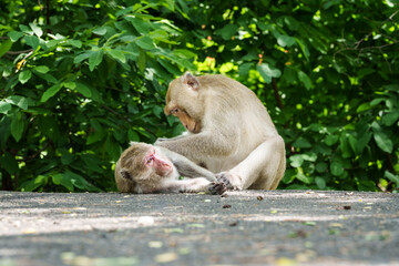 Portrait, Young monkey or Macaca lover, it love and care that is not far from body it happy, in natural forest park. Khao Ngu Stone Park, Ratchaburi, Thailand. Leave a blank and free space for text.