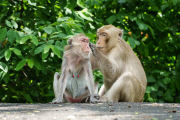 Portrait, Young monkey or Macaca lover, it love and care that is not far from body it happy, in natural forest park. Khao Ngu Stone Park, Ratchaburi, Thailand. Leave a blank and free space for text.