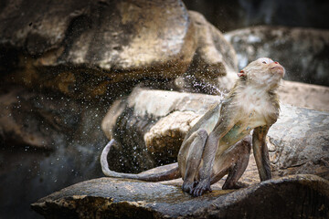 Brown monkey or Macaca was wet from playing in water. It was sitting on a rock, taking care of himself and was happily shaking water off its fur. It was a spray of all around. In natural forest park.