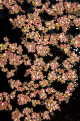 Macro of Red Pink Algae Fern with Water Droplets
