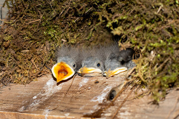 Young White-throated Dipper Chick in Moss Nest, Cinclus cinclus
