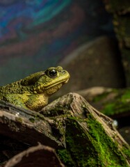 Obraz premium Toad Posing on Mossy Log, Terrarium