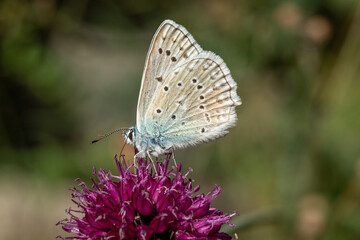 Blue Butterfly on Flower, Close-Up Macro with Soft Blurred Background
