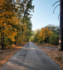 Obraz premium Narrow road in autumn forest. Diminishing perspective of paved road through woodland on sunny October day.