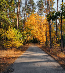 Obraz premium Narrow road in autumn forest. Diminishing perspective of paved road through woodland on sunny October day.