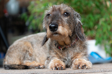 Porträt eines älteren Rauhaar Dackel