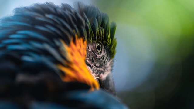 blue and yellow macaw close up macro shot	
