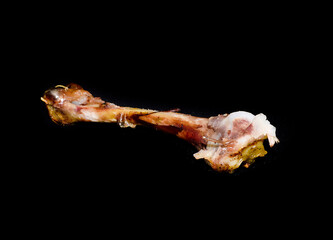 bone isolated on white background