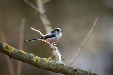 Long-Tailed Tit in Sunset Light, Aegithalos caudatus
