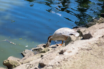A graceful goose explores the pond shore, carefully stepping between the rocks. Its white and gray feathers stand out beautifully against the blue water, creating a harmonious natural image.