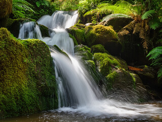 Obraz premium Serene forest scene inspiring emotional growth and environmental values Waterfall and ferns promoting biodiversity education in children