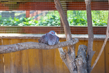 A calm dove sits on a wooden branch, looking at its surroundings. Its bright red eyes stand out against its gray plumage. This bird is resting in its aviary, enjoying the tranquility.