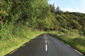 Road bordered by forest and greenery in rural County Leitrim, Ireland