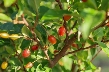 Branches of oleaster full of bright orange and red berries, glistening in the sun among lush green leaves. This image conveys a sense of nature's abundance and summer freshness, showing the plant's de
