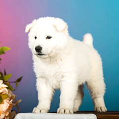 White puppy against a gradient background