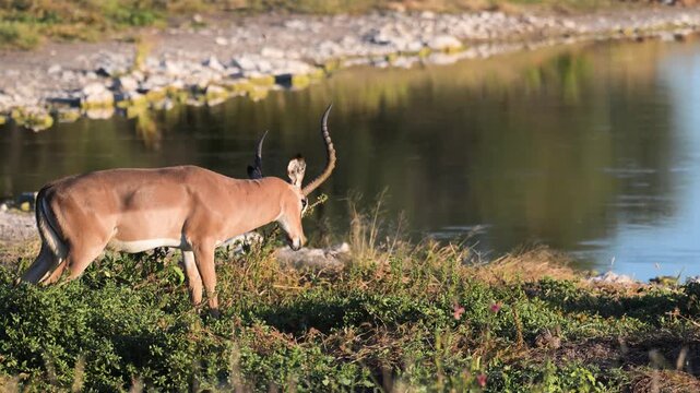  Aepyceros melampus, Impala, swift-running antelope, impala scratches, Aepyceros melampus, Impala, swift-running antelope, ruminant , savannas, Africa, Namibia