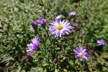 Fototapeta premium Closeup of violet flowers of Michaelmas daisies in October