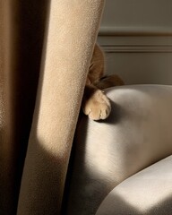 따뜻한 소파 위에서 휴식 중인 고양이 발