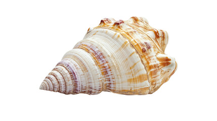 seashell isolated on transparent background 
