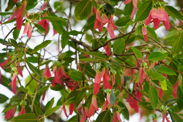 Vibrant Red Flowers Among Green Leaves on a Tree Branch
