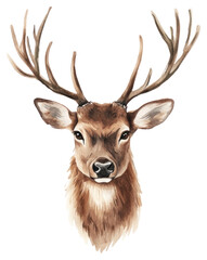 Fototapeta premium PNG Reindeer illustration watercolor wildlife.