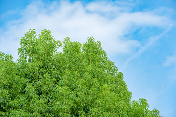 青空に映える緑の樹木