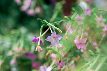 Tobacco flower in the garden