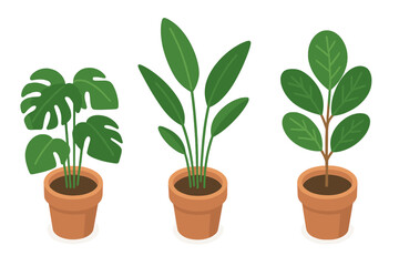 Obraz premium Indoor plant icon set in isometric style. Potted houseplants vector illustration collection. Monstera deliciosa, bird of paradise and fiddle leaf fig for home decor concepts.