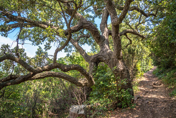 Winding branches, Provence, France