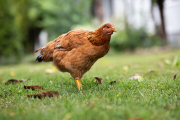 Hens grazing on grass in a free range organic farm