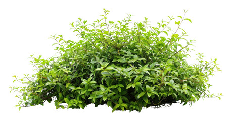 PNG Bush isolated plant vegetation.