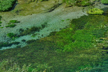 Clear Stream with Aquatic Vegetation