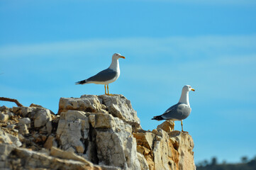 Seagulls Standing in Geometric Rocks