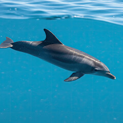 Obraz premium dolphin in the sea