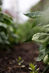 Fresh green pepper in the garden.