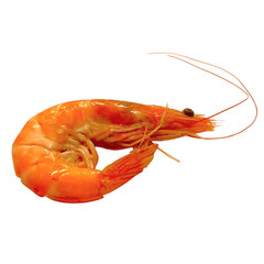 boiled shrimps on white background
