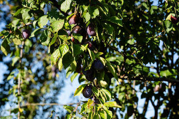 Pflaumen prunus domestica im Alten Land bei Hamburg