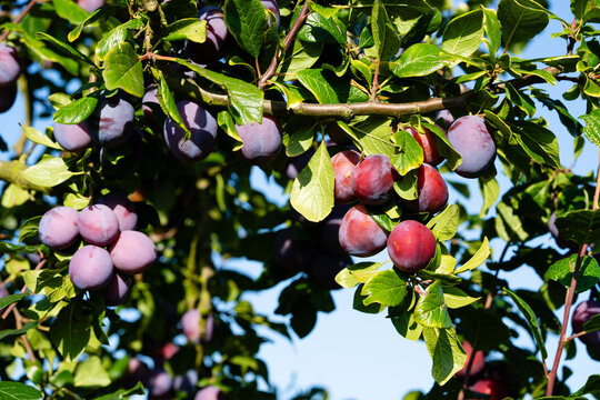 Pflaumen prunus domestica im Alten Land bei Hamburg
