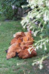 Hens grazing on grass in a free range organic farm