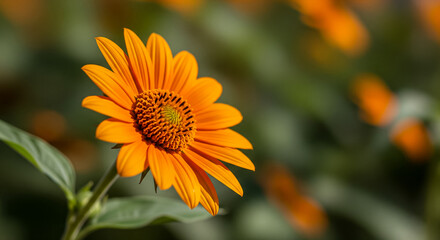 Close-up of a single orange helianthus flower with a blurred green background.