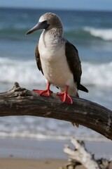 Obraz premium Tropical Bird Perched Gracefully in Natural Habitat