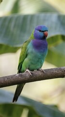 Fototapeta premium Tropical Bird Perched Gracefully in Natural Habitat