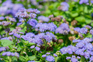 Obraz premium アゲラタムの花の紫色の花畑