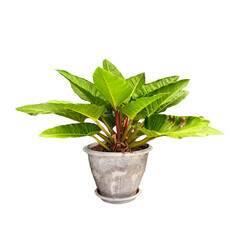 Potted Plant of Nature's Beauty: This vibrant potted plant showcases its lush, verdant leaves and elegant form, a perfect addition to any space, symbolizing growth and serenity.