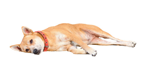 Restful Canine: A serene canine reclines in a moment of tranquil rest, embodying the peace of...