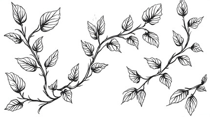 Fototapeta premium Sketch of Branches with Leaves Outlined in Black and White
