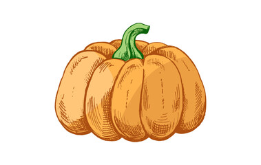 Hand drawn vintage seamless pattern of pumpkin with green stem in orange color, isolated vector illustration