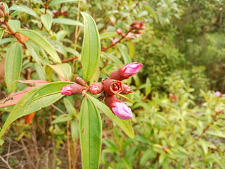 Malabar melastome flowers bud (Melastoma malabathricum). Indian rhododendron, Singapore rhododendron, planter's rhododendron, senduduk.